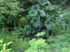 Creek in the woods.JPG (173597 bytes)