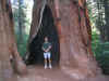 Humbled by a sequoia.JPG (172947 bytes)