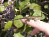 lizard.jpg (100211 bytes)
