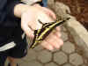 ButterflyOnEvan.jpg (84286 bytes)