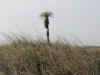 LoneTree.jpg (130410 bytes)